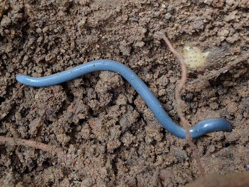 Flathead Worm Snake, Antillotyphlops platycephalus