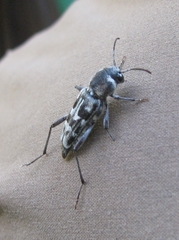 Xylotrechus albonotatus