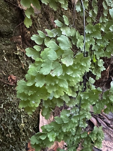 Foto de Avenca