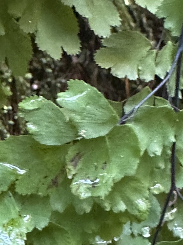 Foto de Avenca