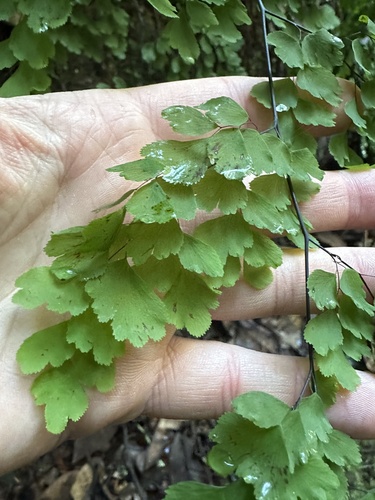 Foto de Avenca