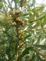 Elaeagnaceae