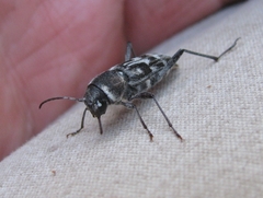 Xylotrechus albonotatus