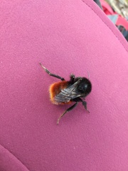 Bombus coccineus