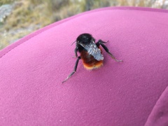 Bombus coccineus