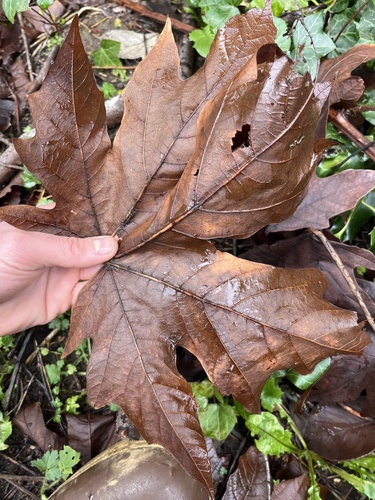 Foto de Pé de mamão,vulgo mamoeiro