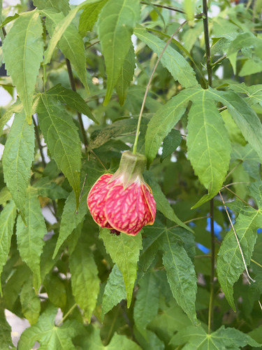 Foto de Abutilon