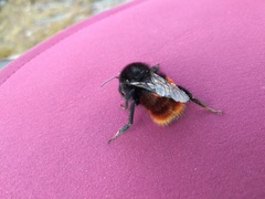 Bombus coccineus