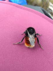 Bombus coccineus
