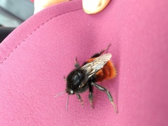 Bombus coccineus
