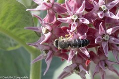 Bembix americana spinolae