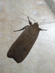 Noctua pronuba