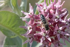 Bembix americana spinolae