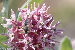 Bembix americana spinolae