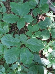 Parthenocissus quinquefolia