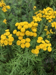 Tanacetum vulgare