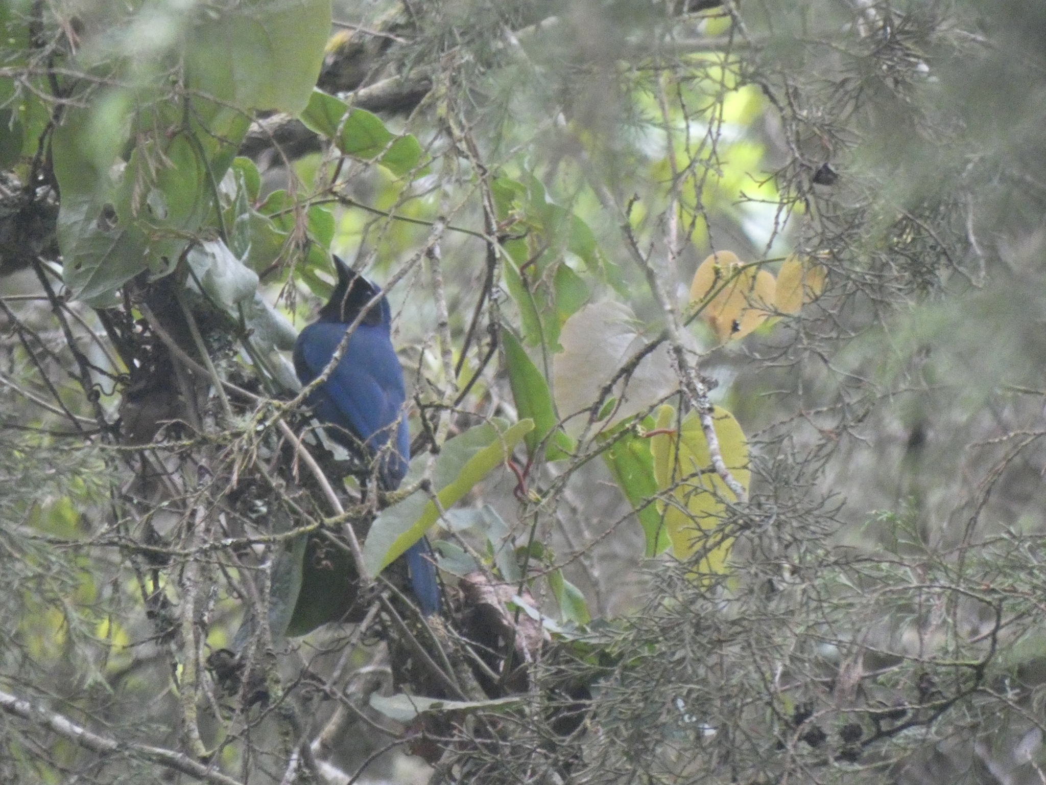 Black-throated Jay (Cyanolyca pumilo), photo 9