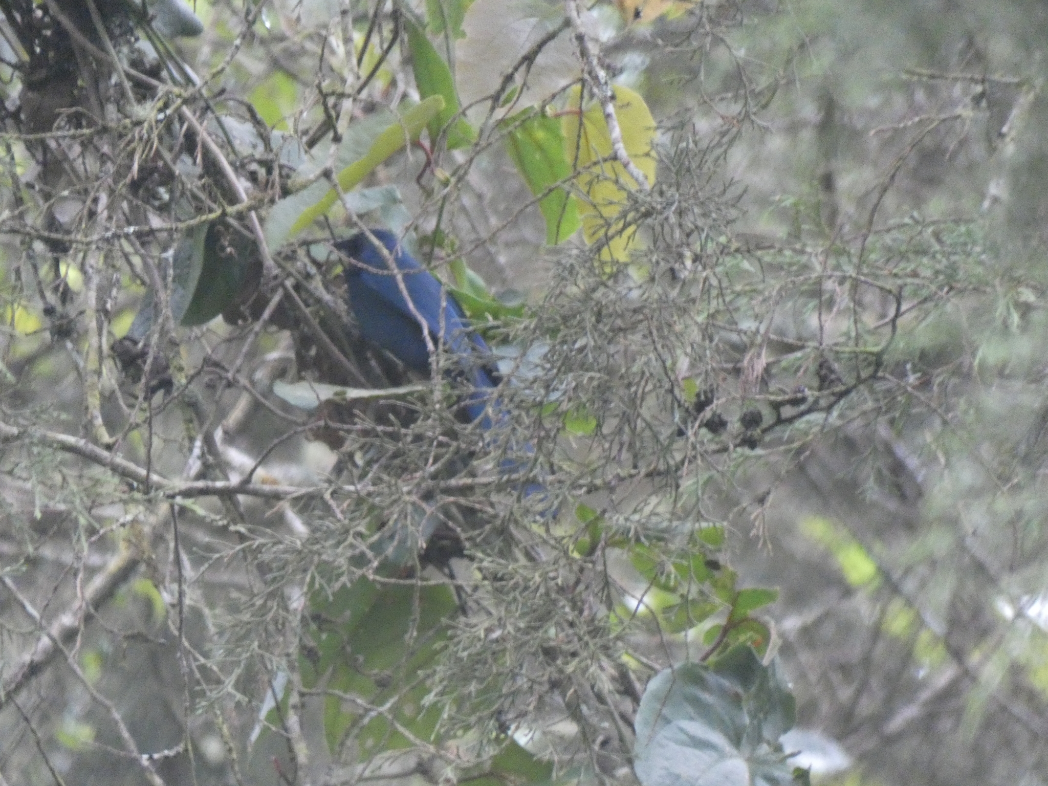 Black-throated Jay (Cyanolyca pumilo), photo 10