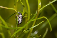 Odontocorynus