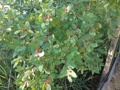 Lonicera