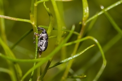 Odontocorynus