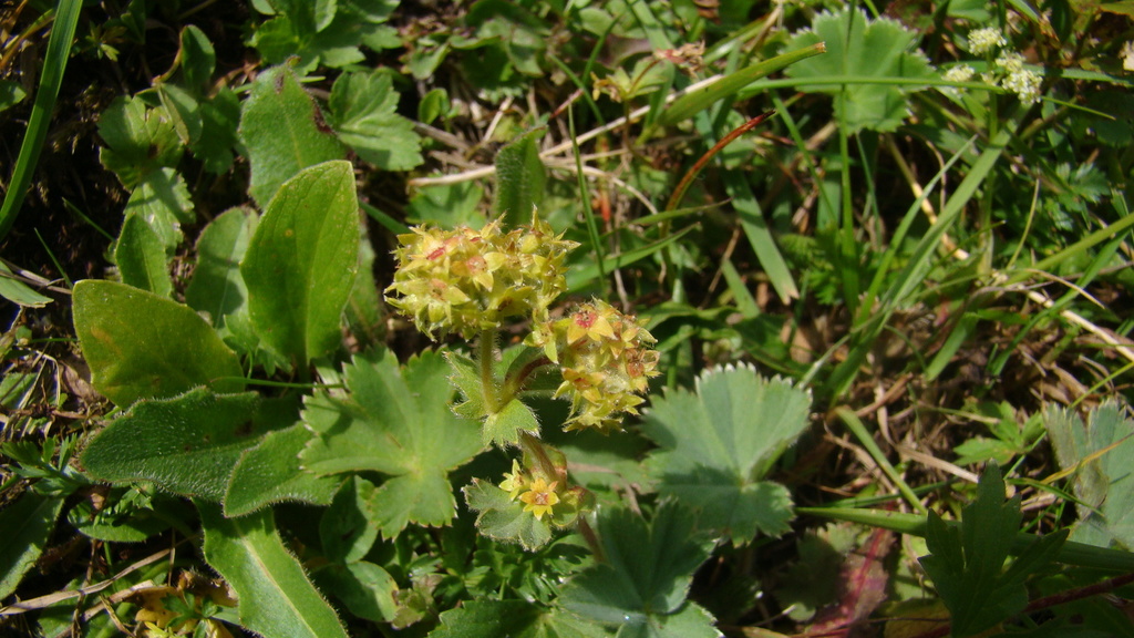 Alchemilla caucasica