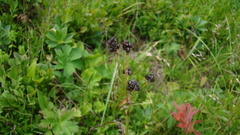 Luzula stenophylla