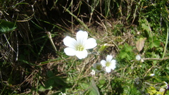 Cherleria circassica