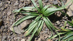 Plantago caucasica