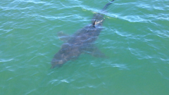 Carcharodon carcharias