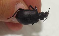 Calosoma olivieri