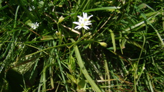 Stellaria anagalloides