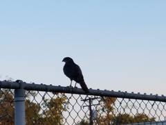 Accipiter cooperii