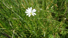 Stellaria persica