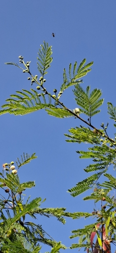 Foto de Leucena ou Árvore-do-Conflito
