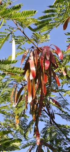 Foto de Leucena ou Árvore-do-Conflito