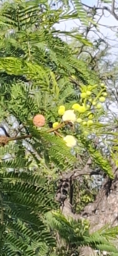 Foto de Leucena ou Árvore-do-Conflito