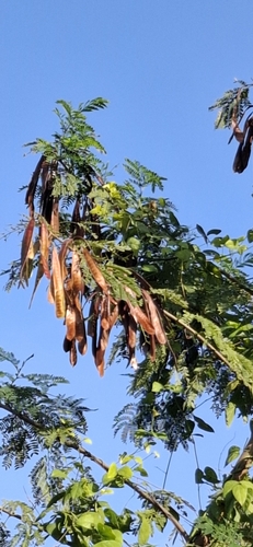 Foto de Leucena ou Árvore-do-Conflito