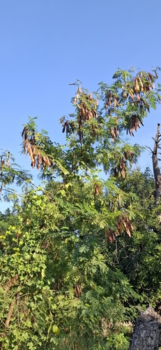 Foto de Leucena ou Árvore-do-Conflito
