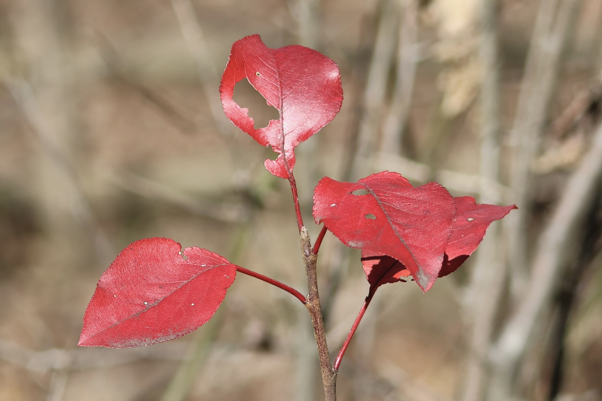 Imagem de Flor branquinha
