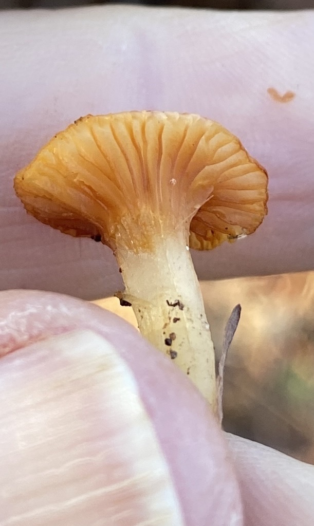 Hygrophoraceae sp. 'GA01'