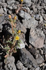 Mentzelia montana