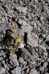 Mentzelia montana