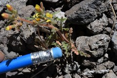 Mentzelia montana