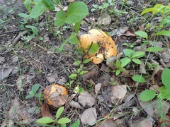 Fungi