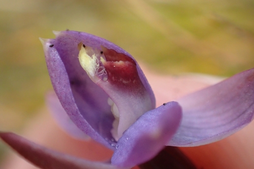 Image of Thelymitra hatchii by (c) Oscar Dove, some rights reserved (CC BY)