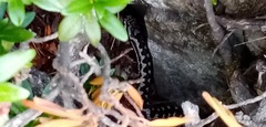 Vipera aspis zinnikeri