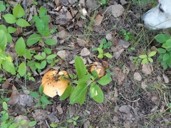 Fungi