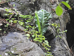 Anthurium schlechtendalii