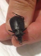 Calosoma olivieri